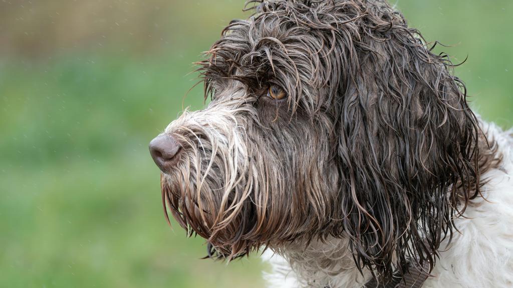 Portuguese Water Dog