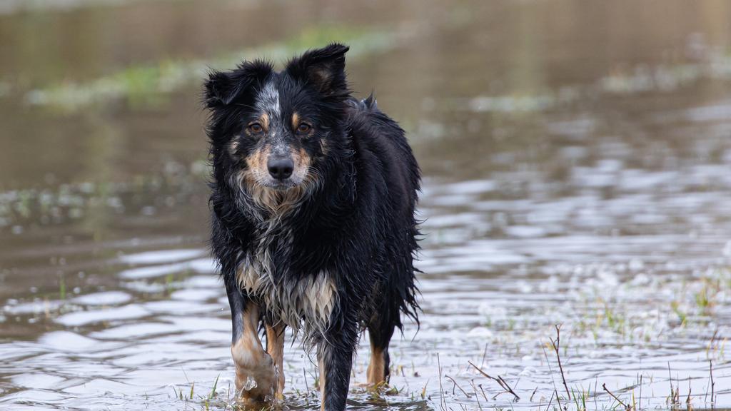 Portuguese Water Dog