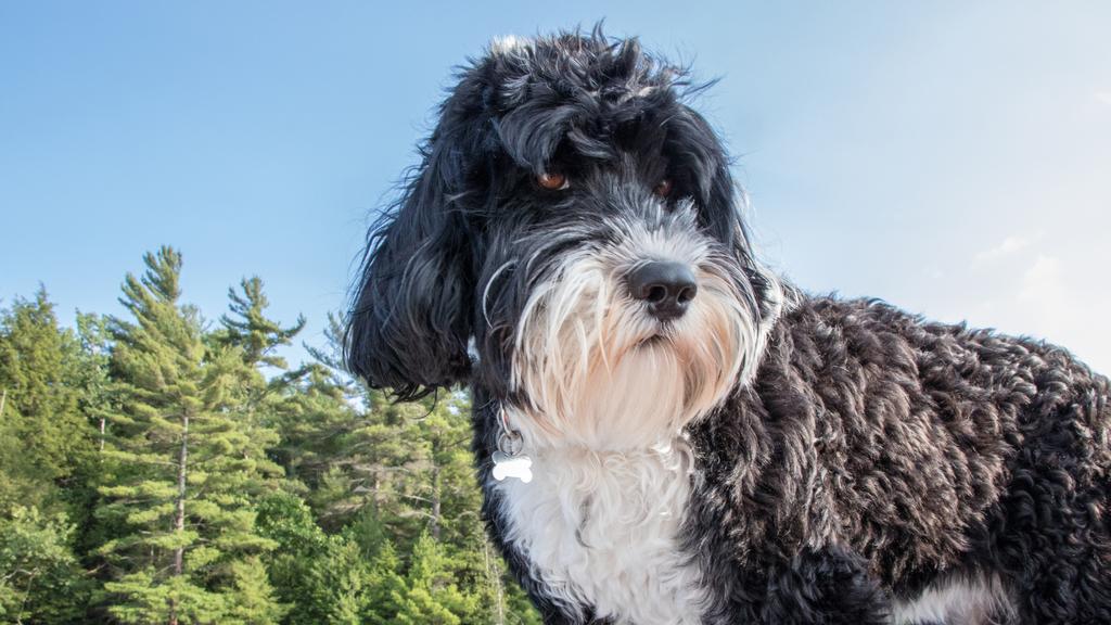 Adoption vs. Breeder Considerations icon