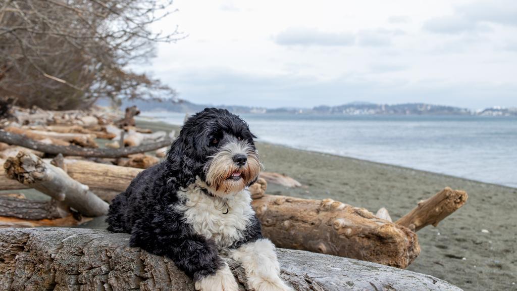 Portuguese Water Dog
