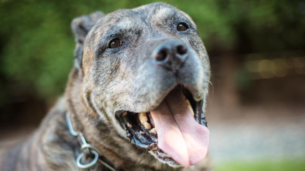 Grooming & Health icon