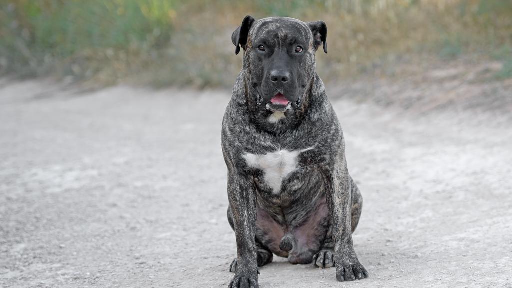Presa Canario