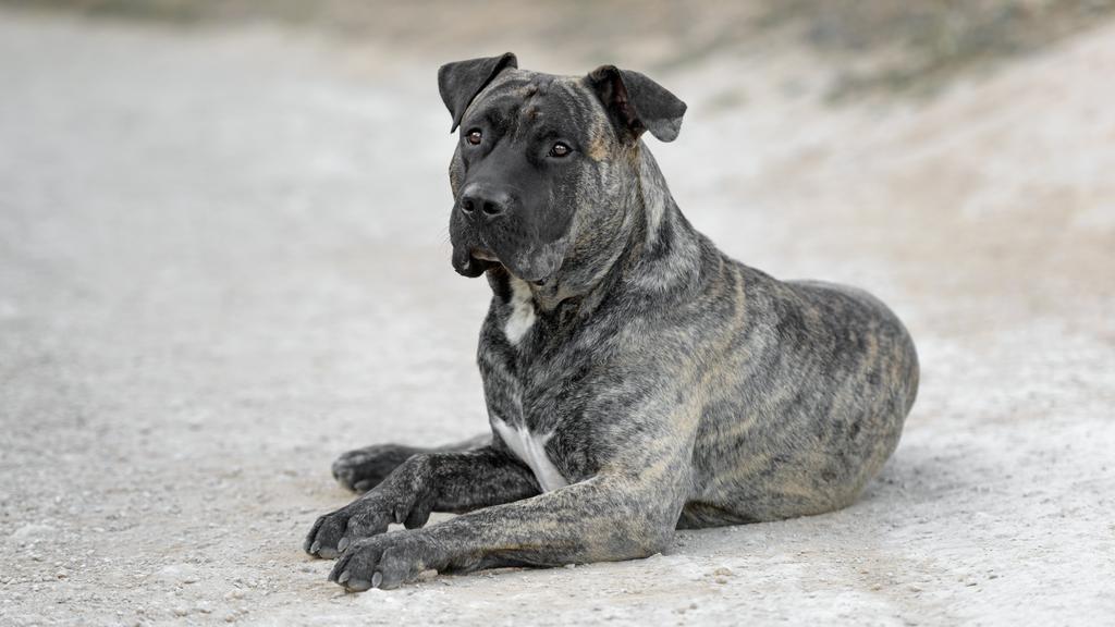 Presa Canario