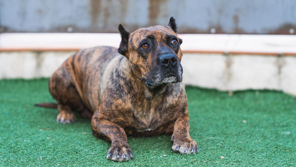 Basic Information icon