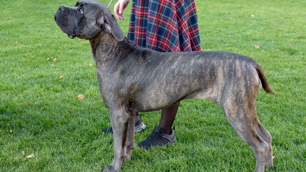 Suitability for First-Time vs. Experienced Owners icon