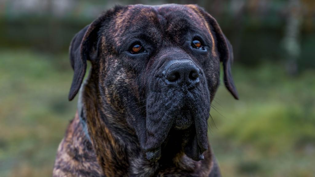 Presa Canario