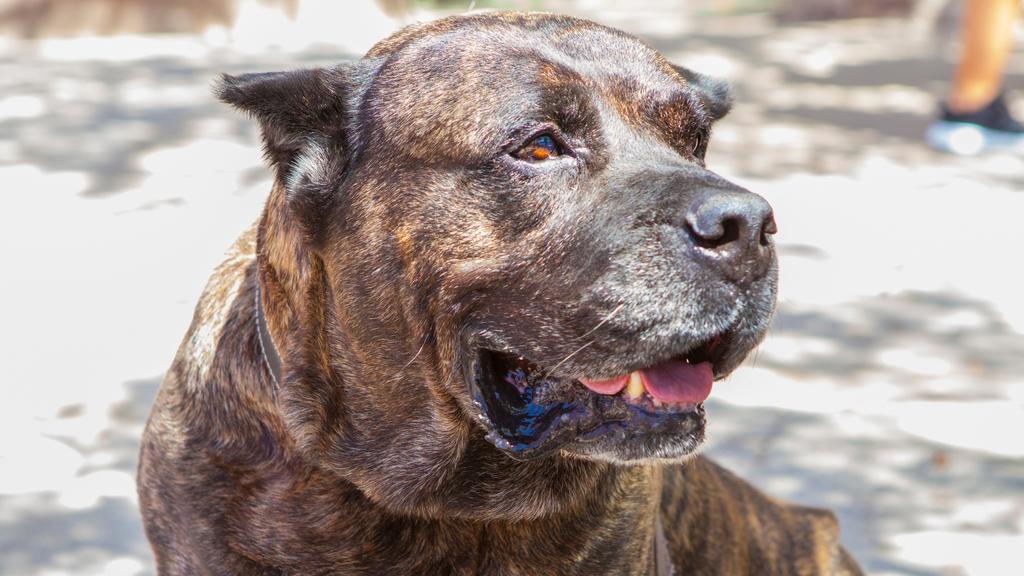 Exercise & Activity Needs icon