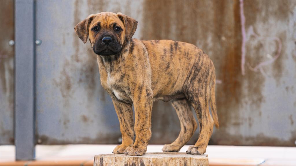 Life Stage Considerations icon