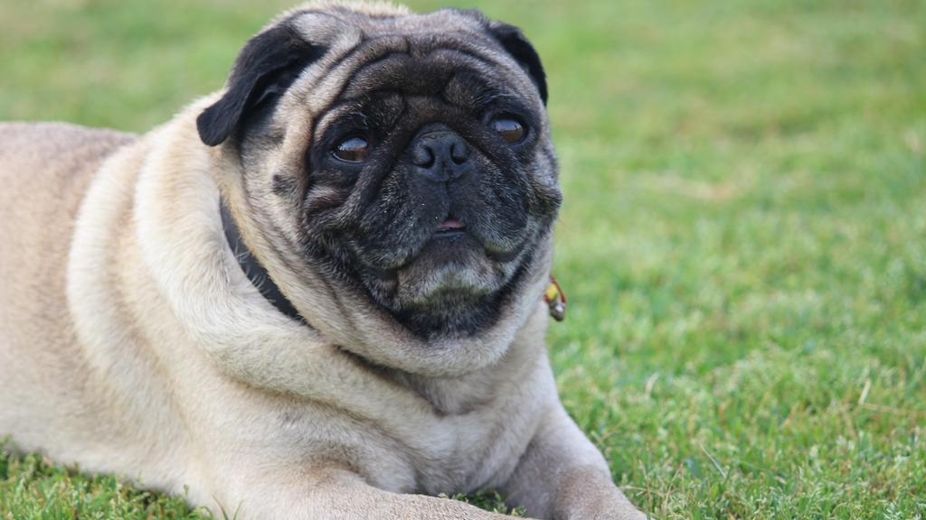 Pug