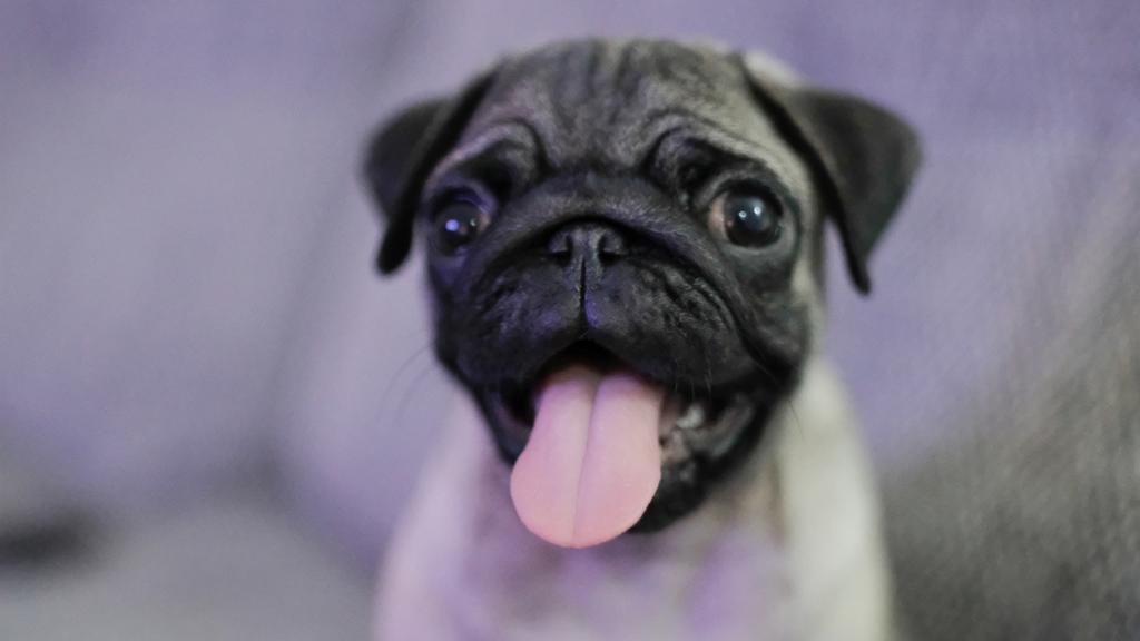 Suitability for First-Time vs. Experienced Owners icon