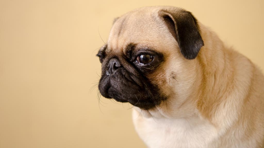 Adoption vs. Breeder Considerations icon