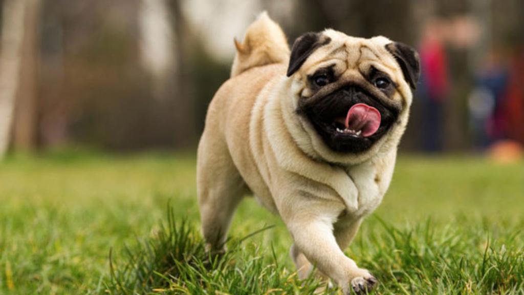 Exercise & Activity Needs icon