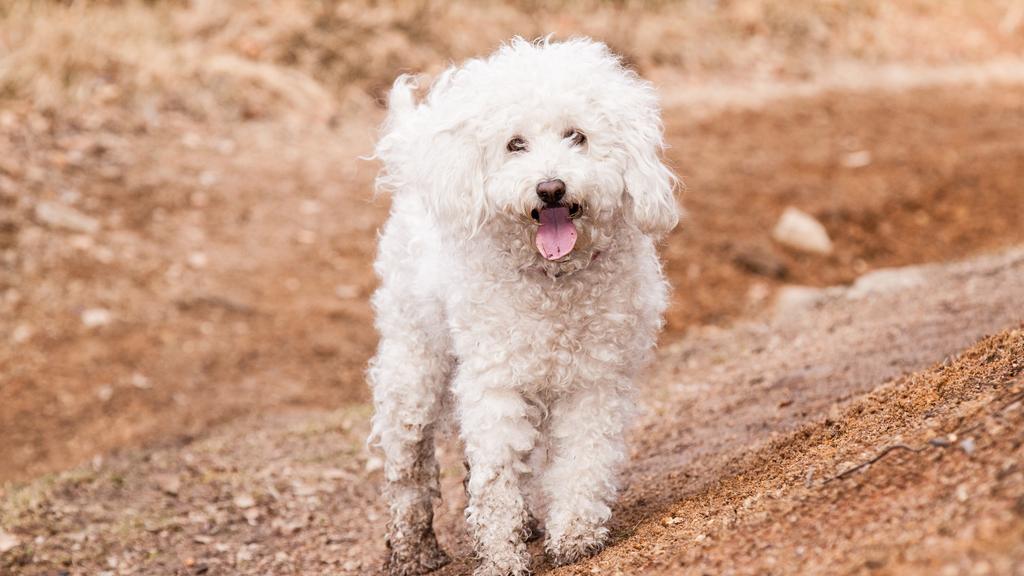 Exercise & Activity Needs icon