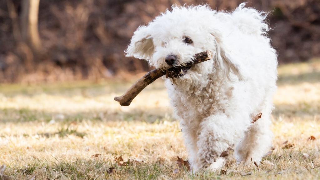 Suitability for First-Time vs. Experienced Owners icon