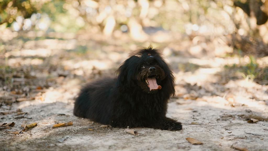 Temperament & Behavior icon