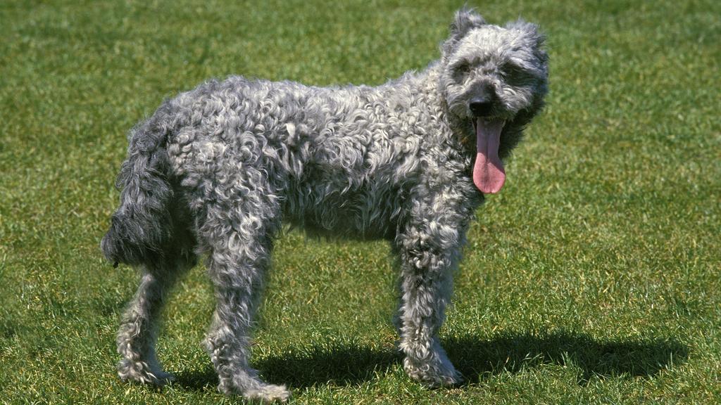 Pumi
