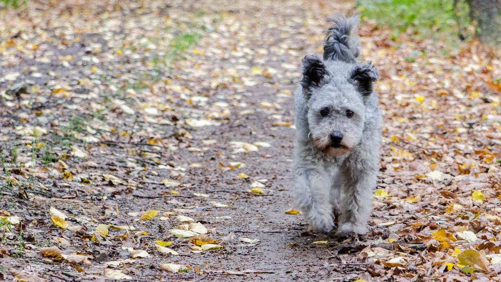 Suitability for First-Time vs. Experienced Owners icon