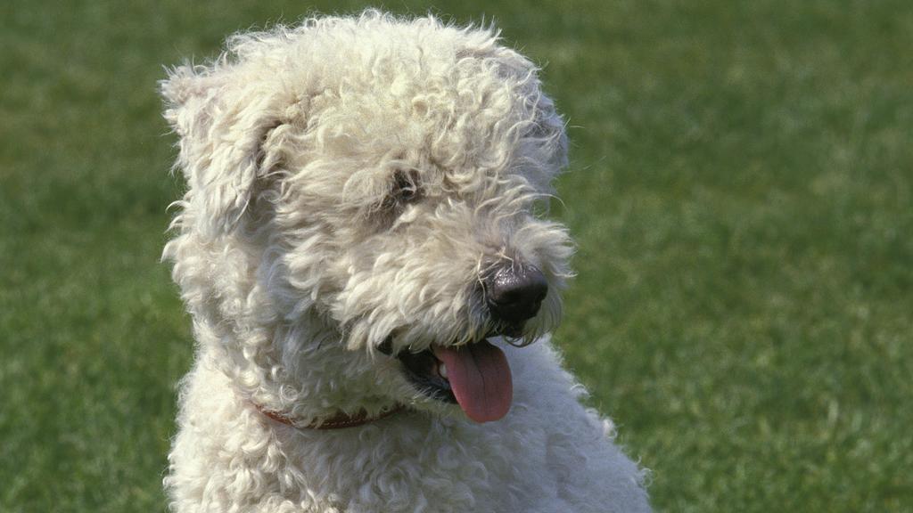 Grooming & Health icon