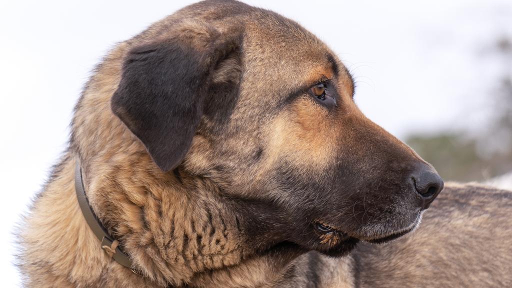 Grooming & Health icon