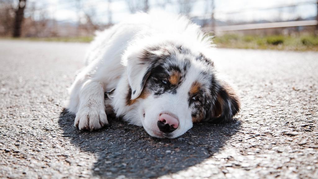 Life Stage Considerations icon