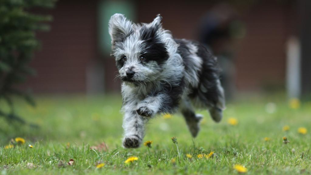 Pyrenean Shepherd