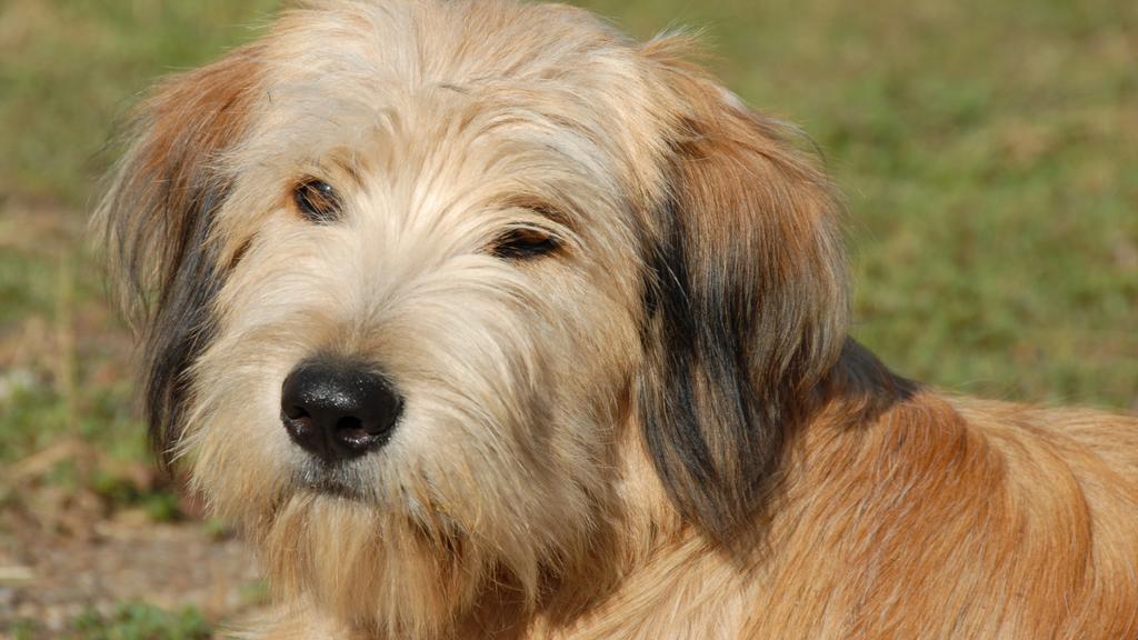 Temperament & Behavior icon