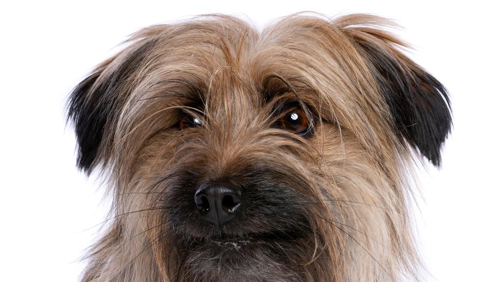 Life Stage Considerations icon