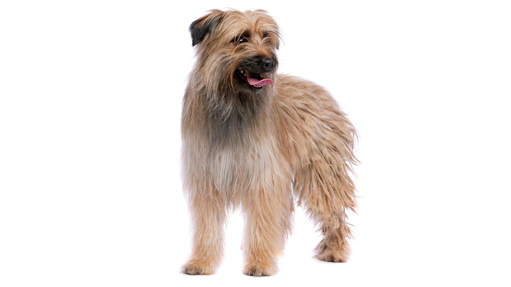 Living Environment Adaptability icon