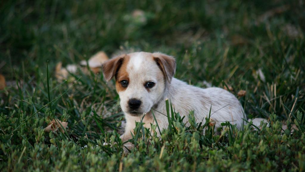 Basic Information icon