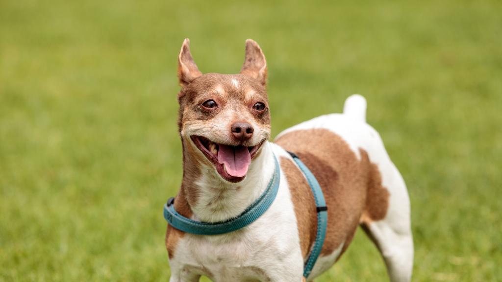 Rat Terrier