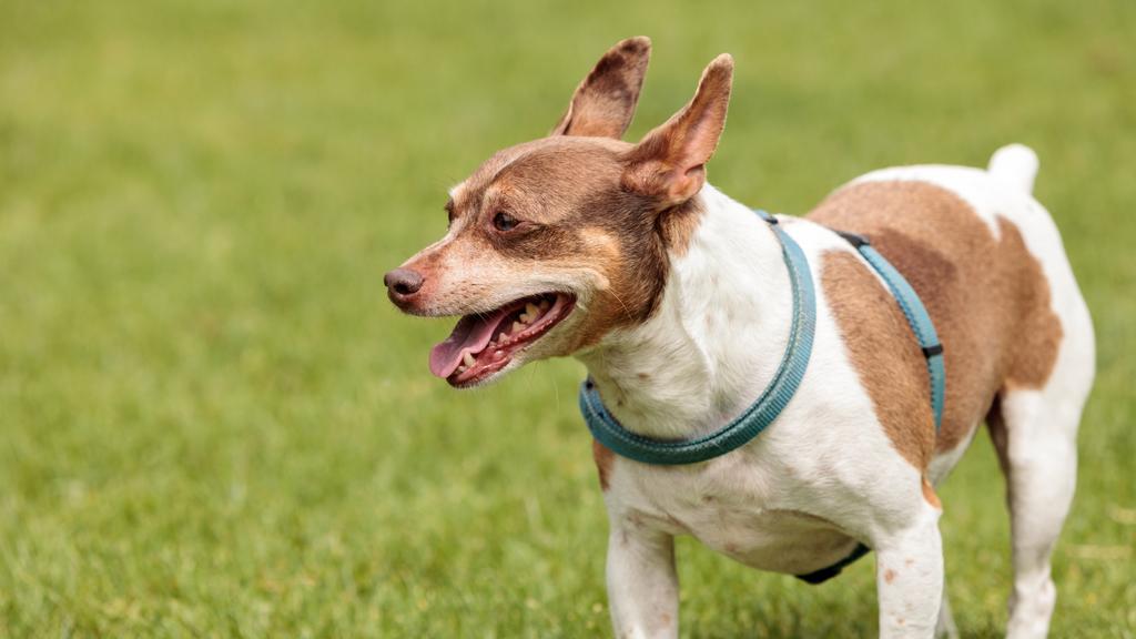 Temperament & Behavior icon