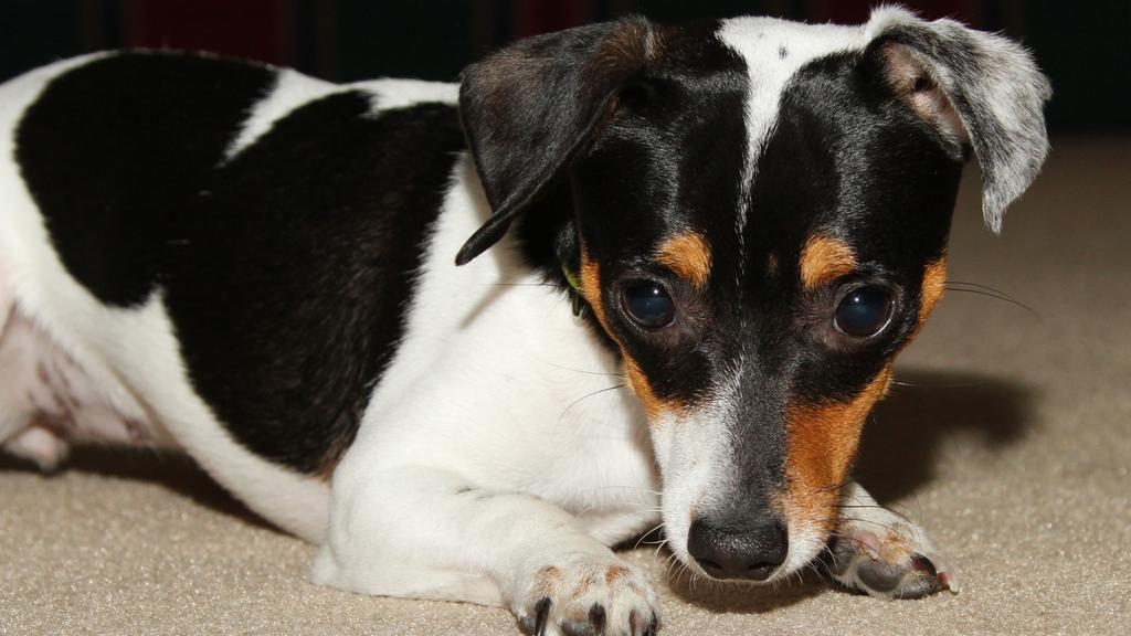 Rat Terrier