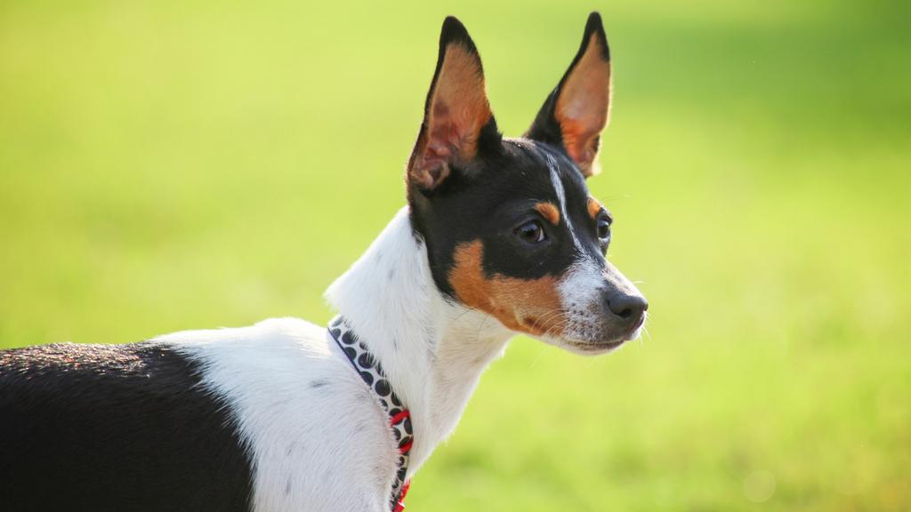 Rat Terrier