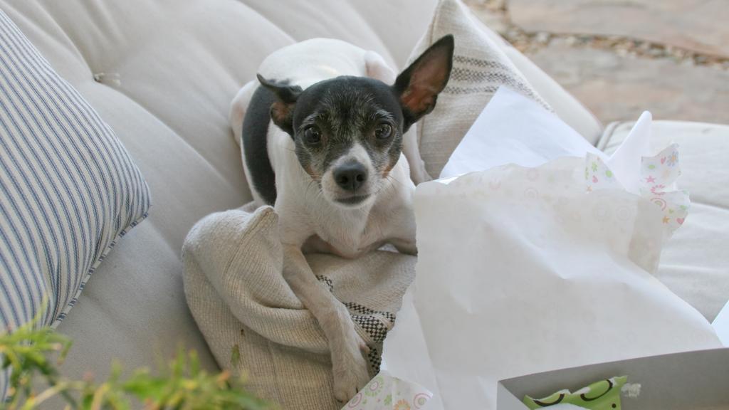 Rat Terrier