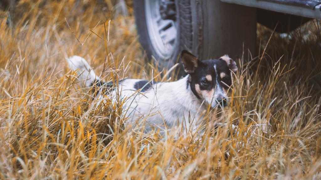 Grooming & Health icon