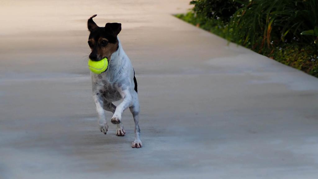 Long-Term Commitment & Special Considerations icon