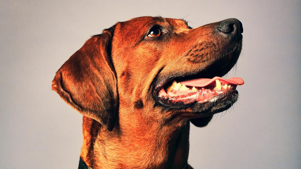 Redbone Coonhound