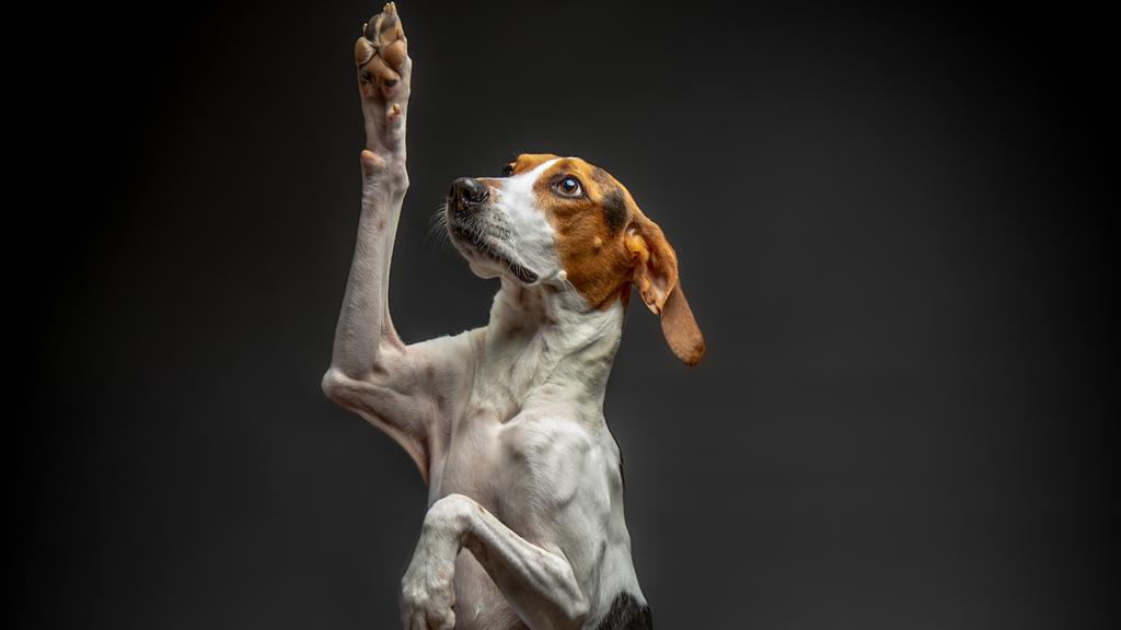 Adoption vs. Breeder Considerations icon