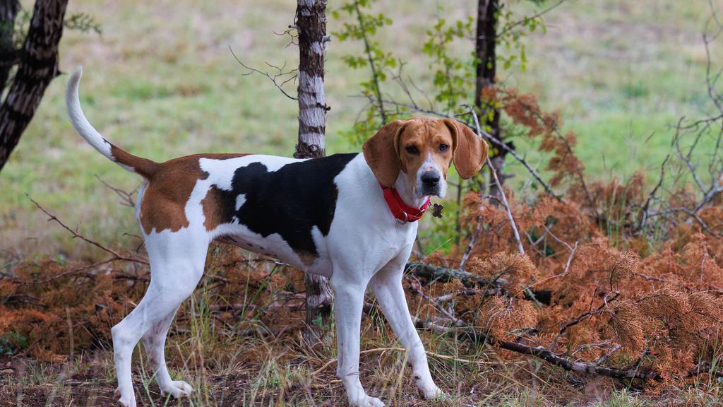 Redbone Coonhound