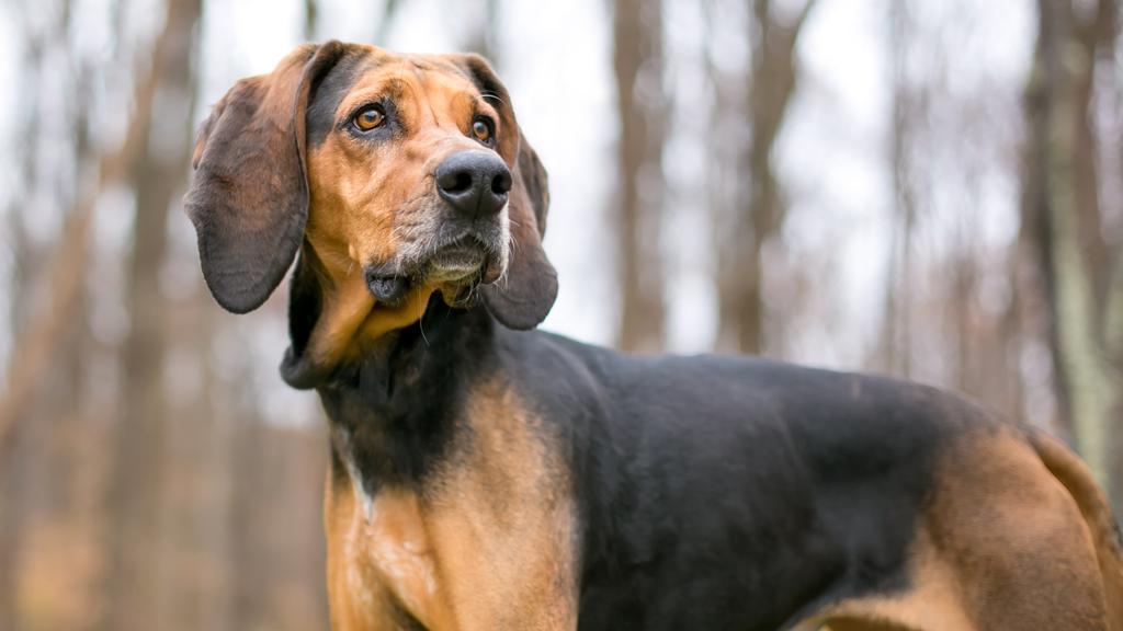 Temperament & Behavior icon