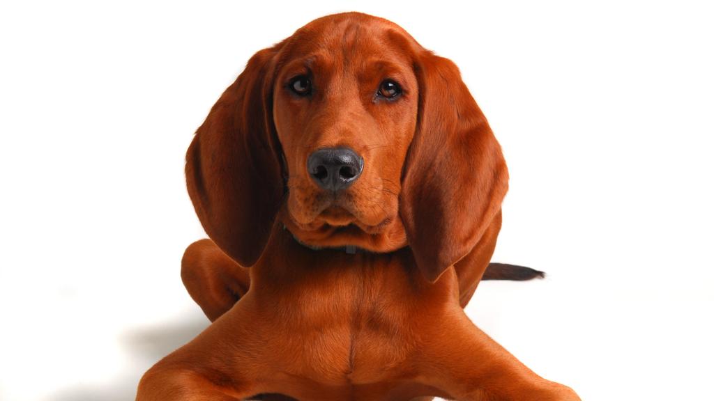 Grooming & Health icon