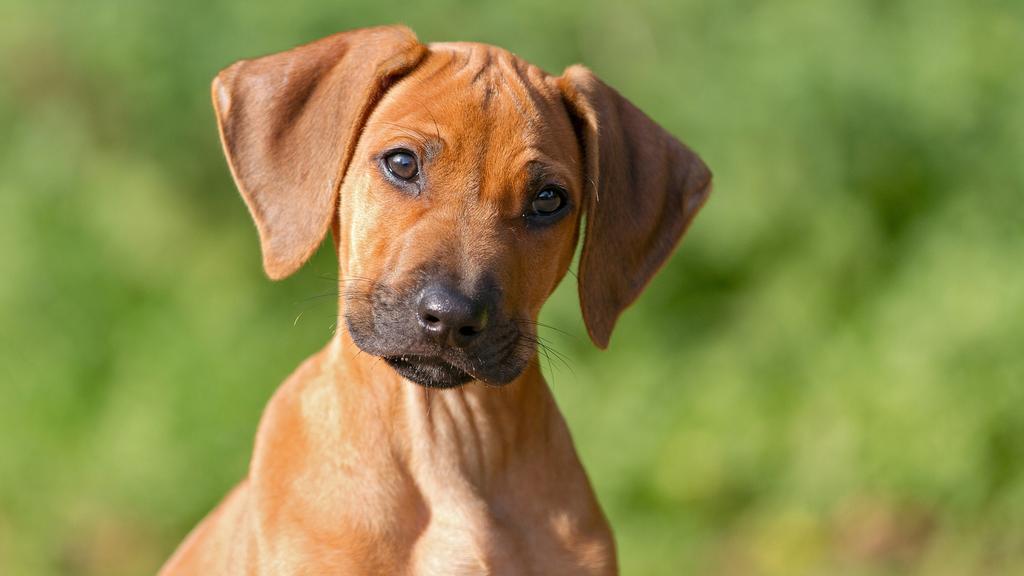 Rhodesian Ridgeback