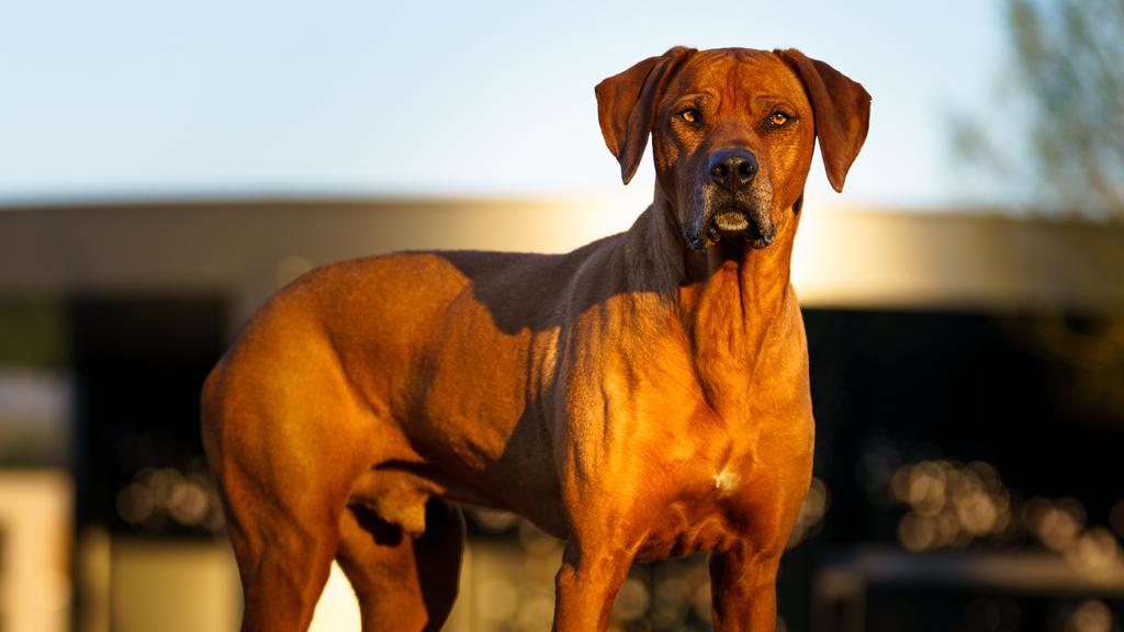 Rhodesian Ridgeback