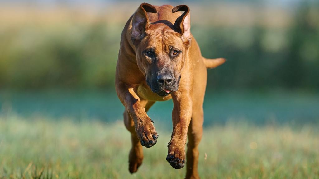 Grooming & Health icon