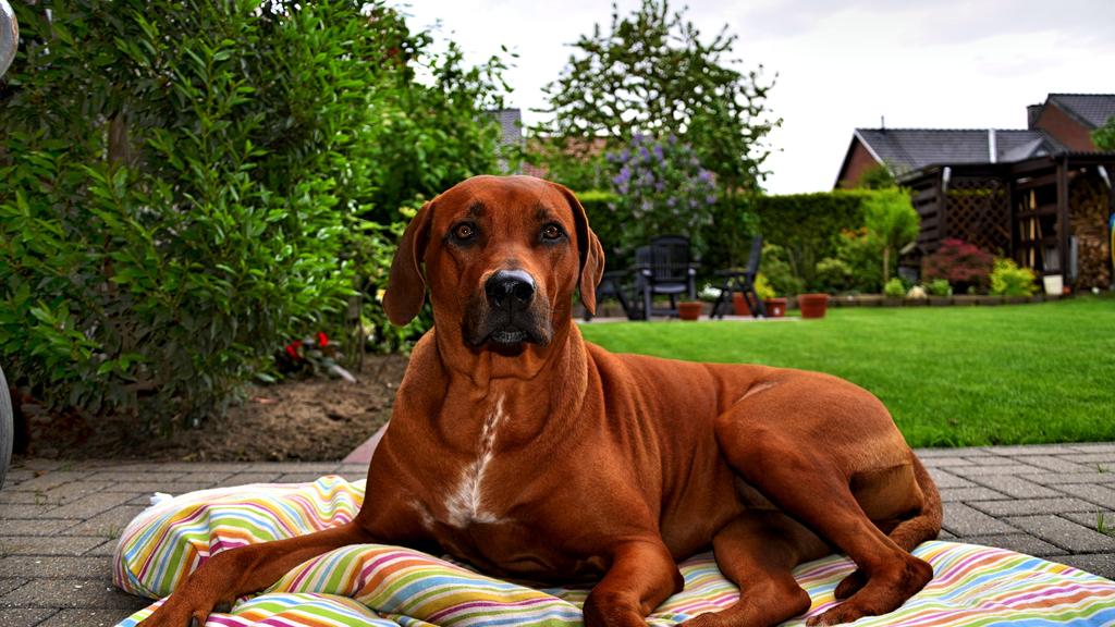 Rhodesian Ridgeback