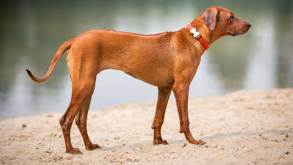 Rhodesian Ridgeback