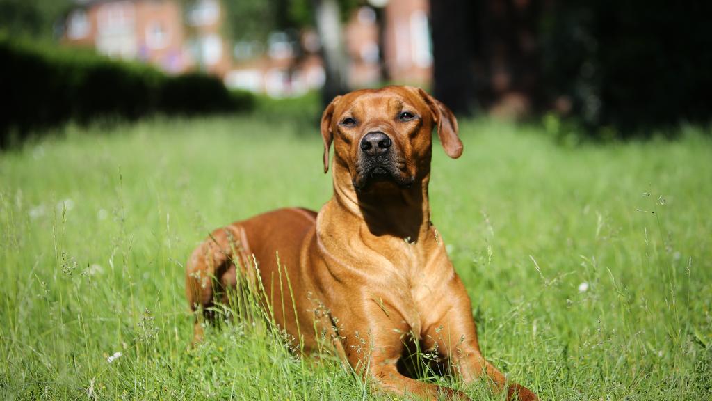 Suitability for First-Time vs. Experienced Owners icon