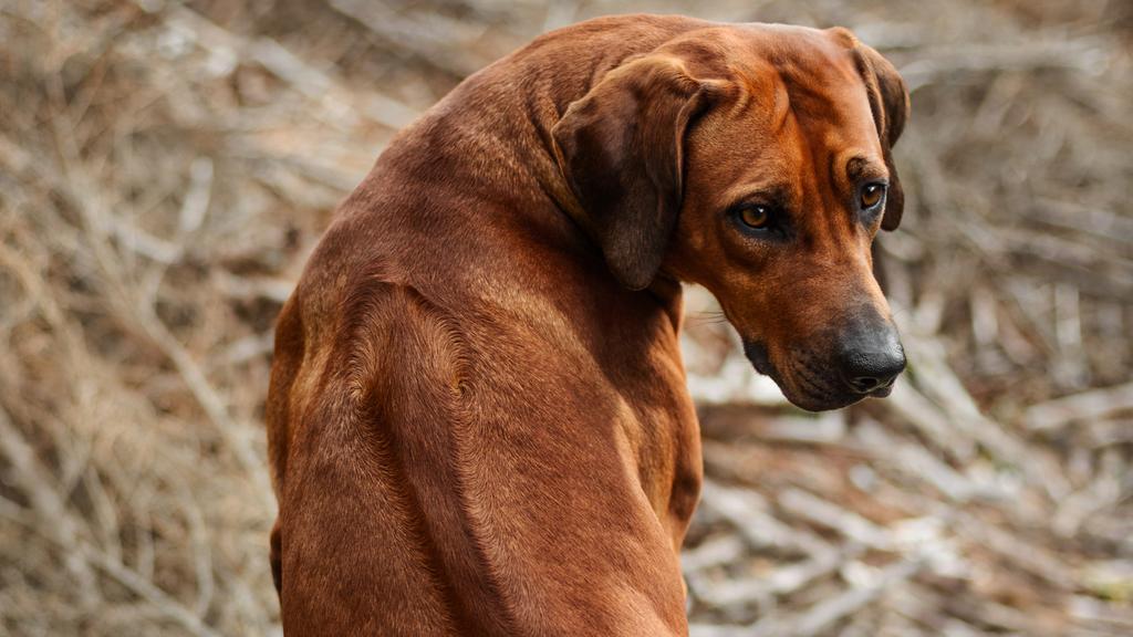 Rhodesian Ridgeback
