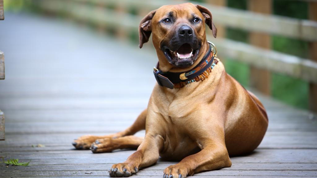 Rhodesian Ridgeback