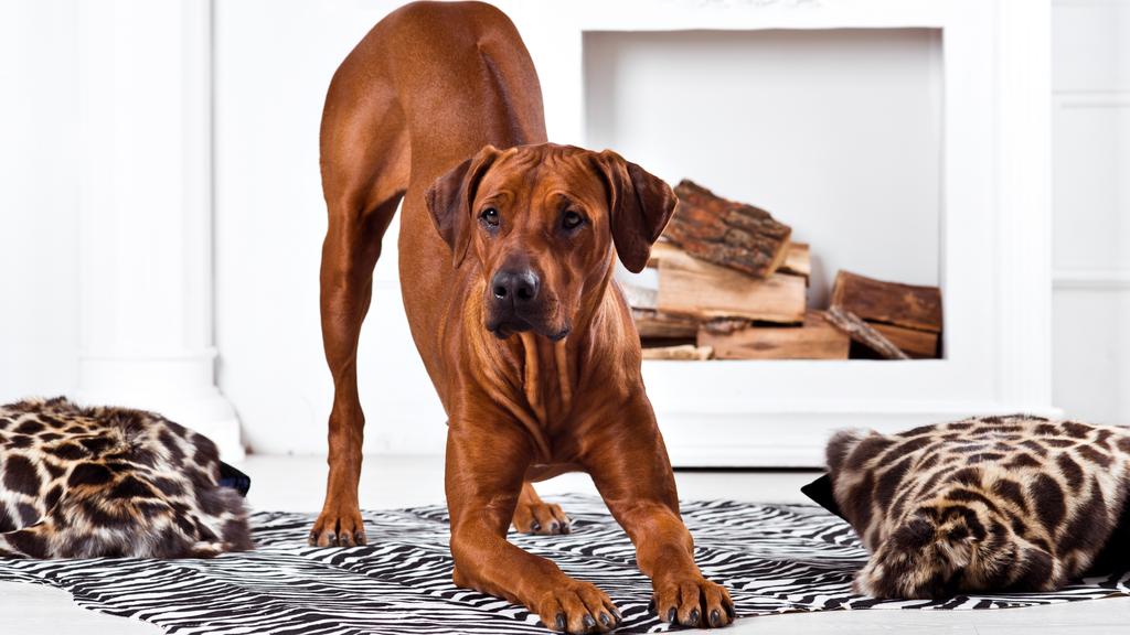 Rhodesian Ridgeback
